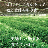 抹茶 金の誉