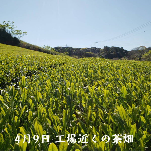 澤田行平商店2023年新茶／限定生新茶 岬の若葉 – 五代目 澤田行平商店