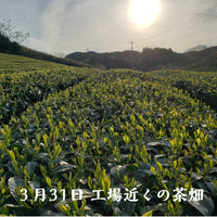 【予約受付中！】お買得 初摘み新茶100g×4袋